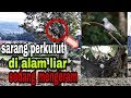 sarang burung perkutut di alam liar