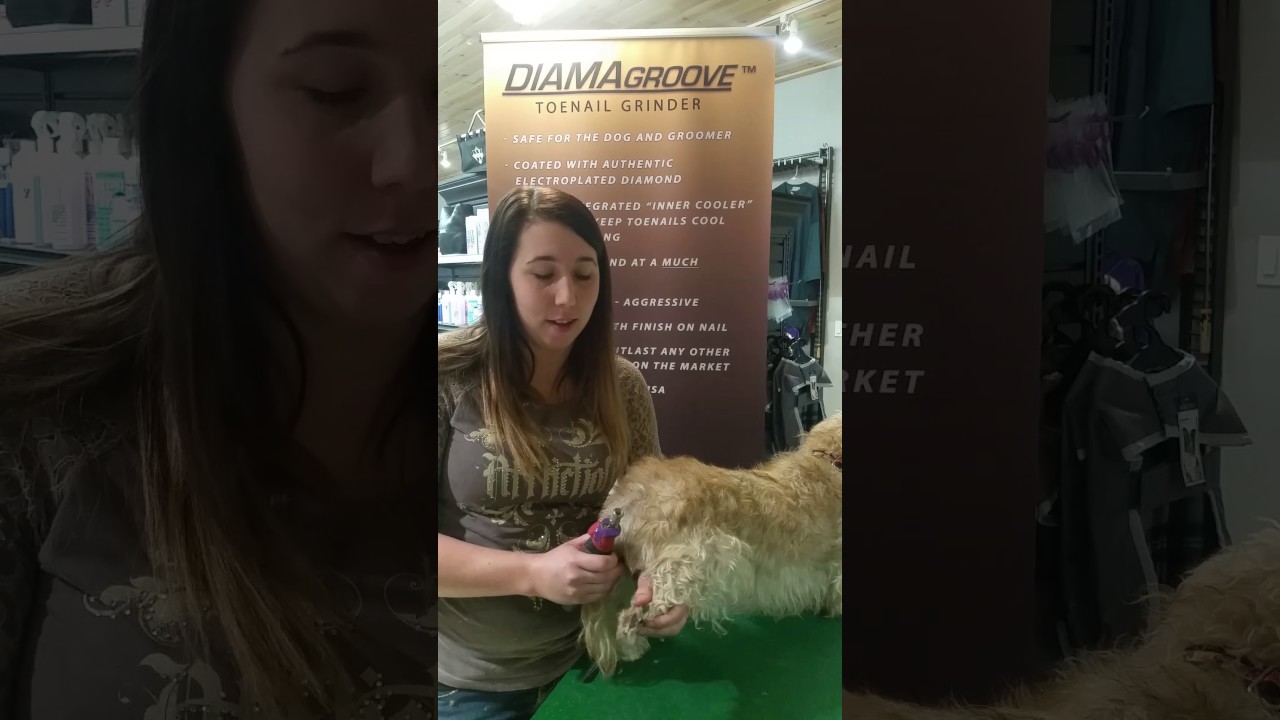 Diamagroove with Rebecca Snyder of Rebecca Snyder' GroomingBay City