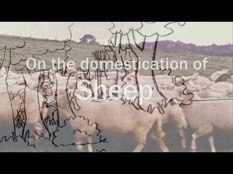 Video: Ką avys pradeda bliauti, kas jas to išmokė?