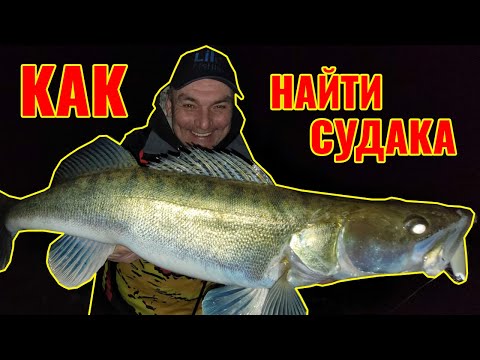Как и где найти судака на реке.
