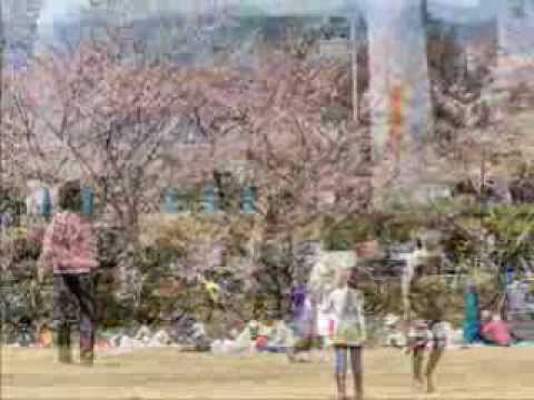 宇治駐屯地桜の通り抜け（2012.04.08).wmv