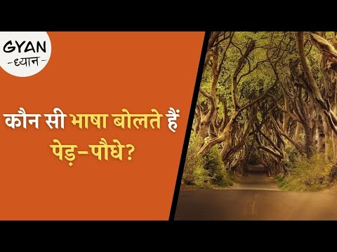 वीडियो: साग कैसे प्रकट हुए और क्या उन पर भरोसा किया जा सकता है