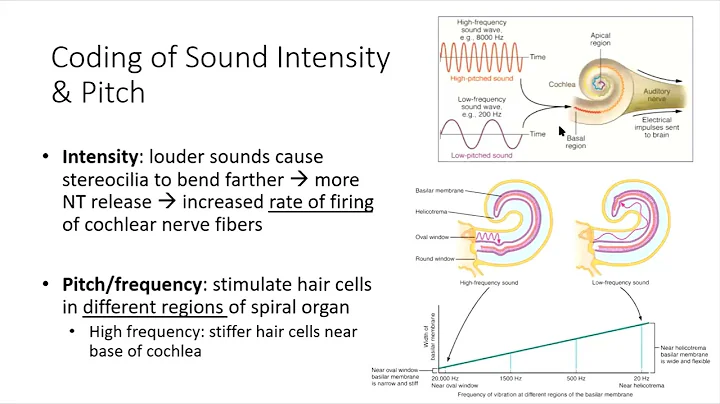 Chapter 10 (Part 2) Special Senses Lecture