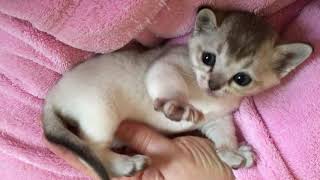 Elsies Cute Kitten by pouncealot 19 views 3 years ago 27 seconds