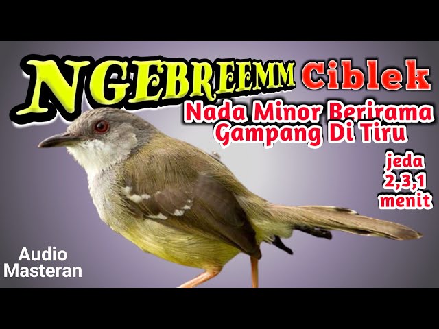 suara ciblek ngebren | suara masteran burung tembakan ngebren class=