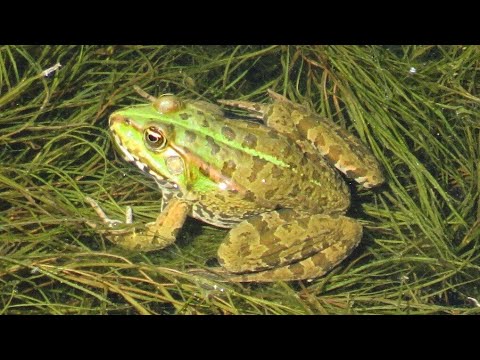 Video: Kako žabe čuju?