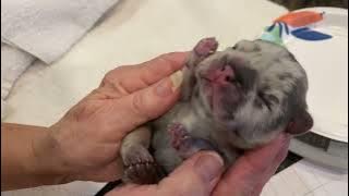 Velvet. Big rope pink and  fluffy Frenchies