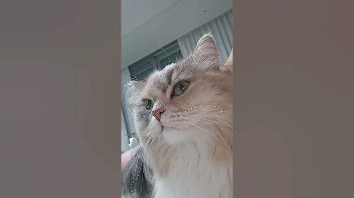 Video 11796621: munchkincat munchkins, munchkin cat cutecat kittens, cat kitten kitty munchkin, munchkin cute kittens cat