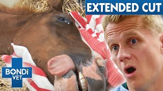 Foal's Massive Hernia Surgery And Dog With Huge Bladder Stones 😳 | VOTH Extended Cuts | Bondi Vet