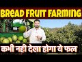 most profitable farming in india | Breadfruit farming | exotic Fruit business |top farming Business