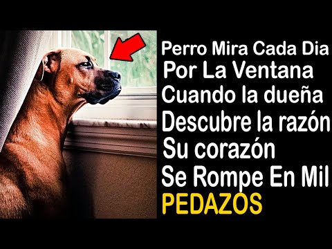 Video: Scoop para mascotas: el perro destroza la ventana de cristal para perseguir a la ardilla, se encuentra un delfín de dos cabezas en Turquía