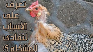 تربية الدجاج | سبب توقف إنتاج البيض في نهاية الصيف وأهم النصائح