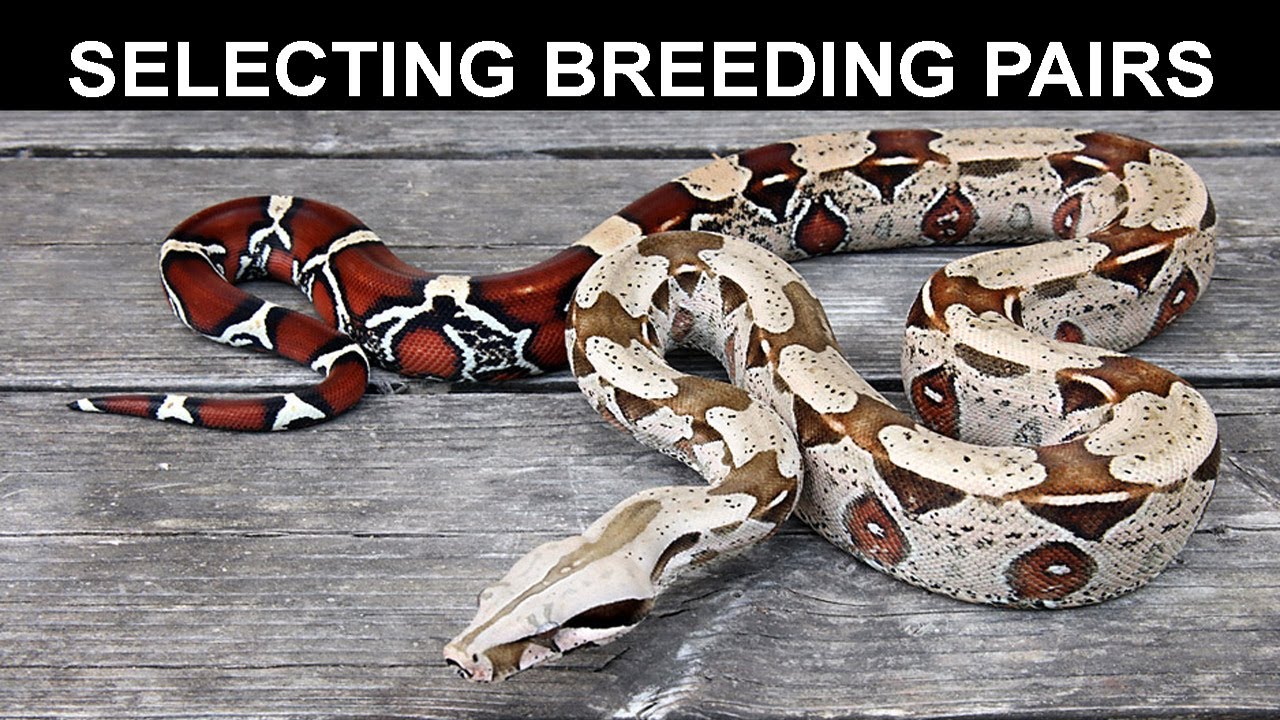 Image result for Selecting Boa Constrictor Breeding Pairs - YouTube