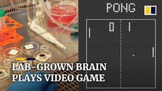 Lab-grown brain cells play Pong video game after learning with real-time performance feedback screenshot 3