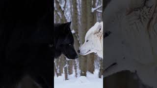 Wolf Truth 🐺