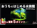 【超初心者向け】お家でできる趣味『アクアリウム』の魅力と始める前に知ってほしい5つのポイント【小型水槽でアクアリウムを始めよう!#1】