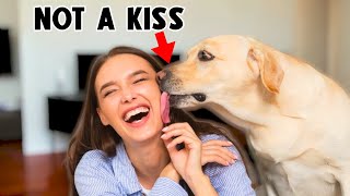 The Real Reason Dogs Lick You Is Disgusting! 🫥