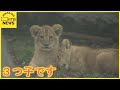3つ子の赤ちゃんライオンすくすく 旭山動物園で11日から一般公開 寒さに弱いので体調見ながら
