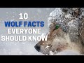 10 incredible wolf facts everyone should know  animal globe