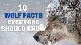 10 Incredible WOLF Facts Everyone Should Know | Animal Globe