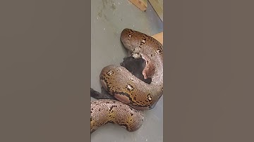 RETICULATED PYTHON EATING RABBIT #shorts