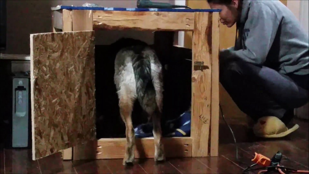 DIY Dog Kennel Using Free Pallets and $5 worth of plywood ...