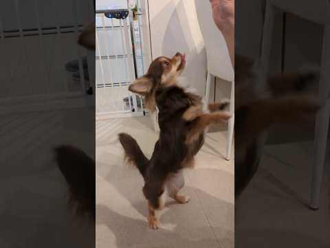 大好きなさつまいもを目の前に喜びが隠しきれない食いしん坊チワワ🐾 #shorts #子犬 #チワワ #クーッとくぅちゃん #チョコタン