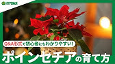 ポインセチアの植え替えの方法 剪定 Youtube