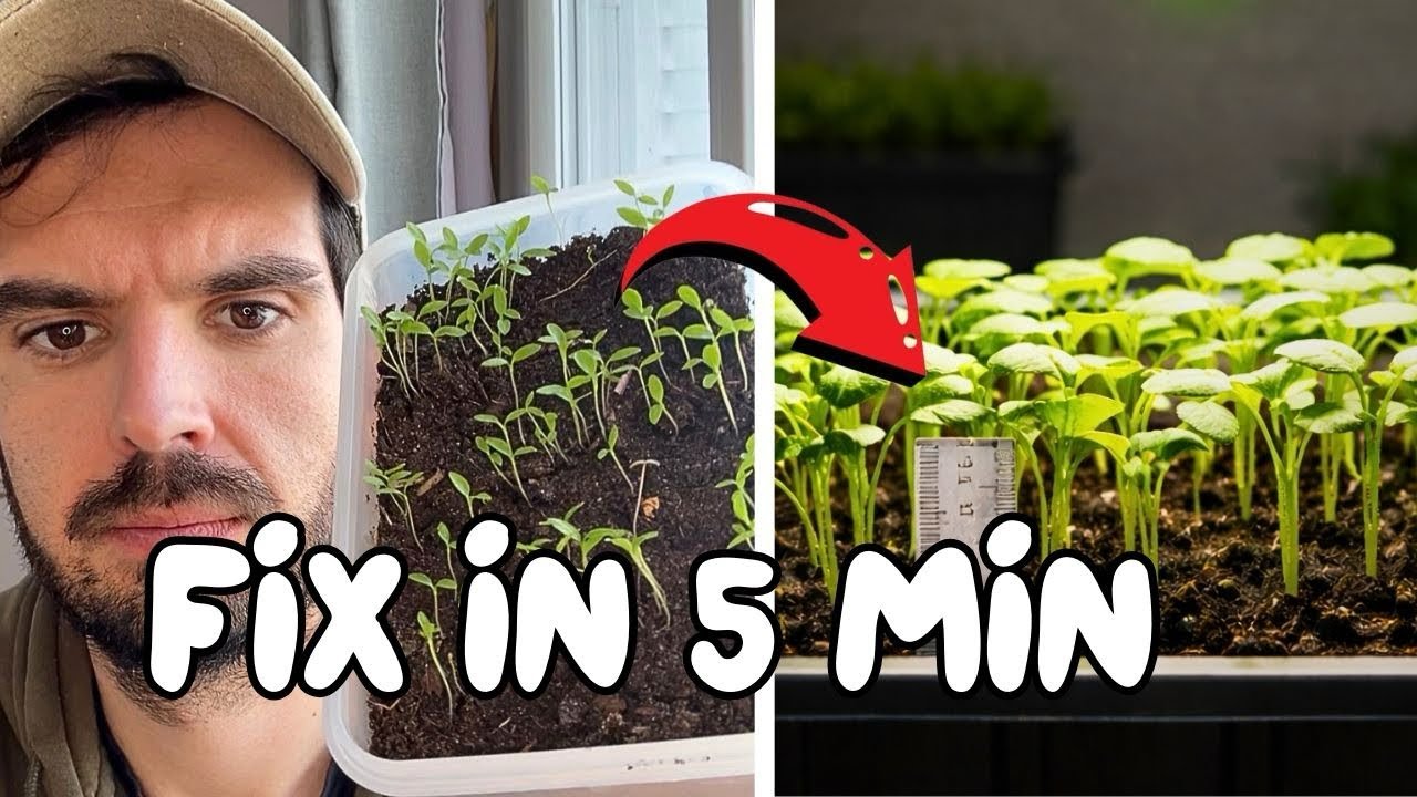 How to Fix Leggy Seedlings: Save Your Plants NOW !