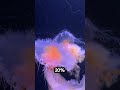 The Real Monsters of the Deep (not sharks)