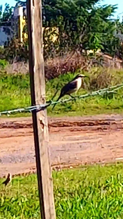 La calandria encuentra algo #calandria #birds #aves #passaros #vogel
