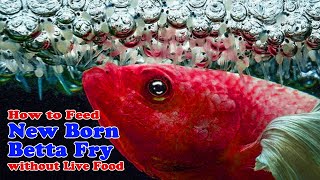 How to Feed New Born Betta Fry Without Live Food