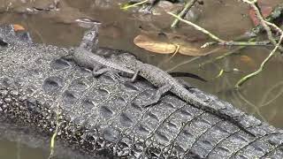 Crocodile mum with bubs