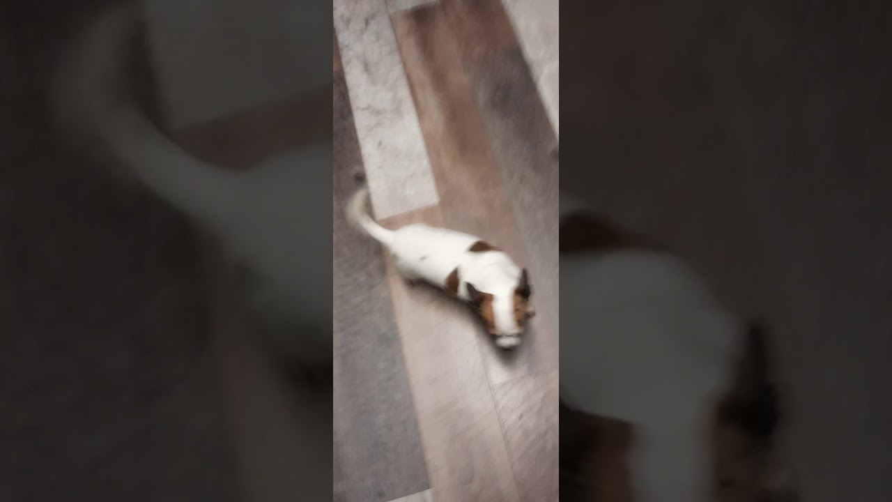 chihuahua, Buddy the Angry dog , chihuahua