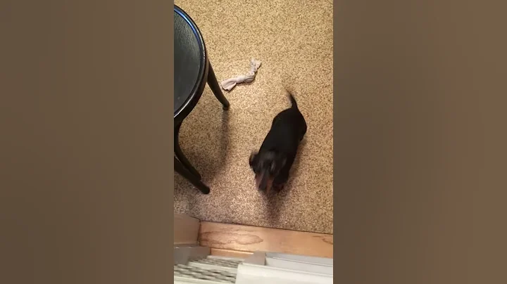 Bear jumping to say hi to his human mom