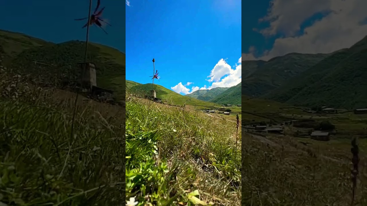 🦗Psophus stridulus в горах Ушгули 