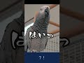 アレクサにマウント取ろうとするヨウムw