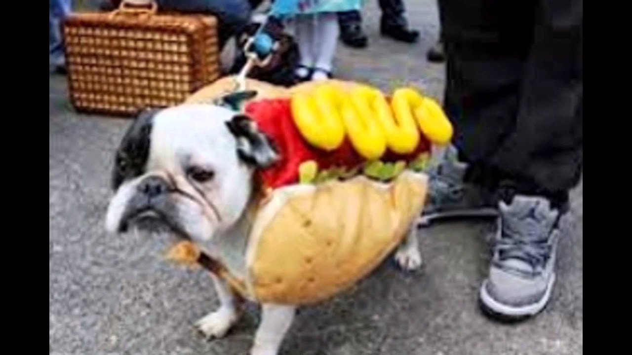 gekke dieren - youtube