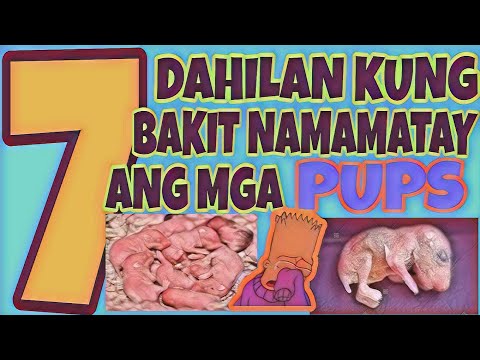 Video: Ano Ang Namamatay Sa Hamsters