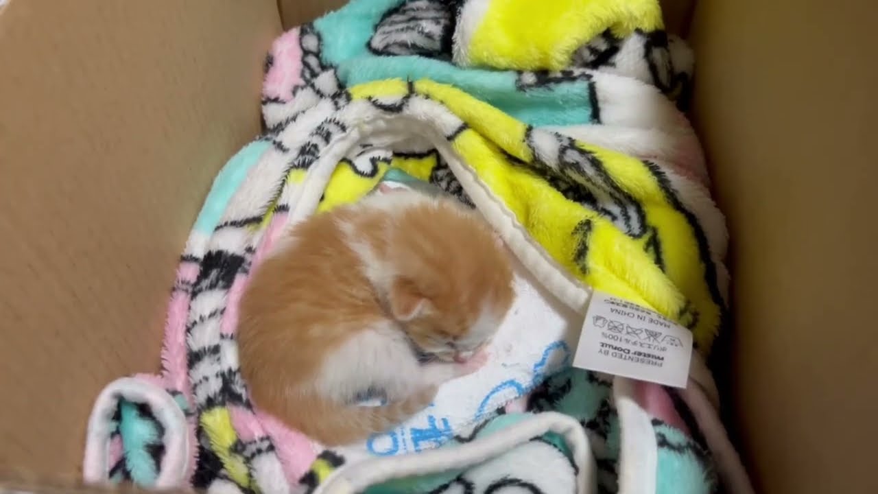 【保護猫】これまでの信くんの成長過程をまとめました😸【子猫】
