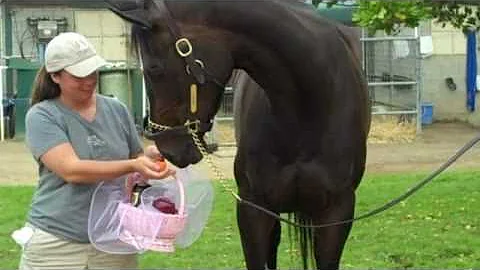 Zenyatta Morning After Win 19