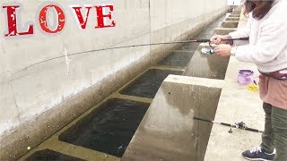 危険堤防でショアジギングしたら高級魚が釣れた(434話目)