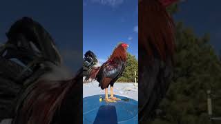 Albany gamefowl