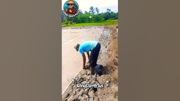 Cách Hạn Chế Chuột Phá Lúa Của Anh Em Miền Tây #farmer #nongdan #short #nongnghiep