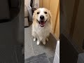 目が覚めると犬が、おしゃべりしてました(笑)←きっと幻聴 #shorts