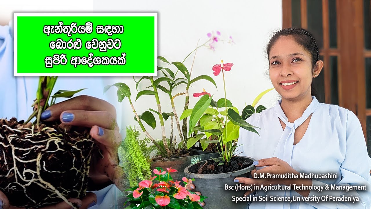 ඇන්තූරියම් වගාවට අත්වැලක් අපෙන් / Anthurium cultivation in Sri Lanka / anthurium wagawa sinhala 2022