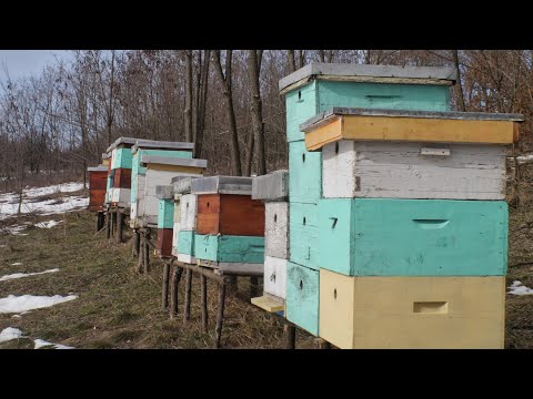 Kako odabrati dobru lokaciju za pčelinjak