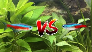 Cardinal tetra VS neon tetra: What’s the difference?
