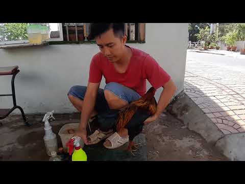 Cách trị mạc gà hiệu quả