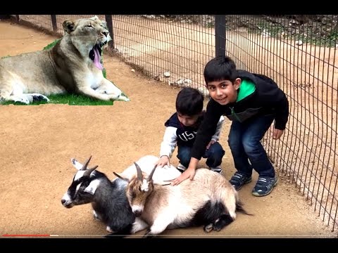 san-antonio-zoo-holiday-special-compilation-/feeding-animal/tiger-playing/lion-yawning/wild-animals